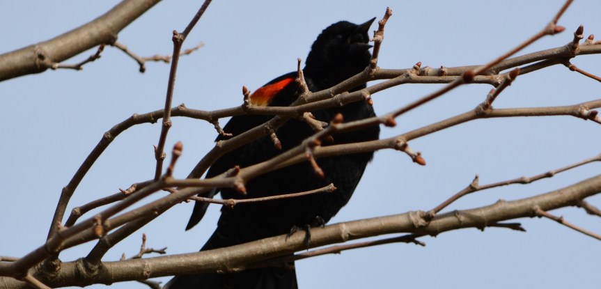Mighty Indeed: The Hawk and The&nbsp;Orioles